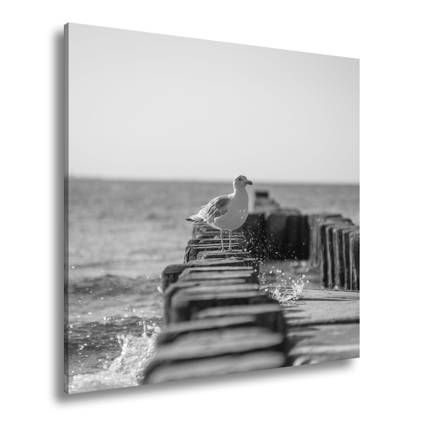 Hauptbild Schwarz & Weiß Quadratisch