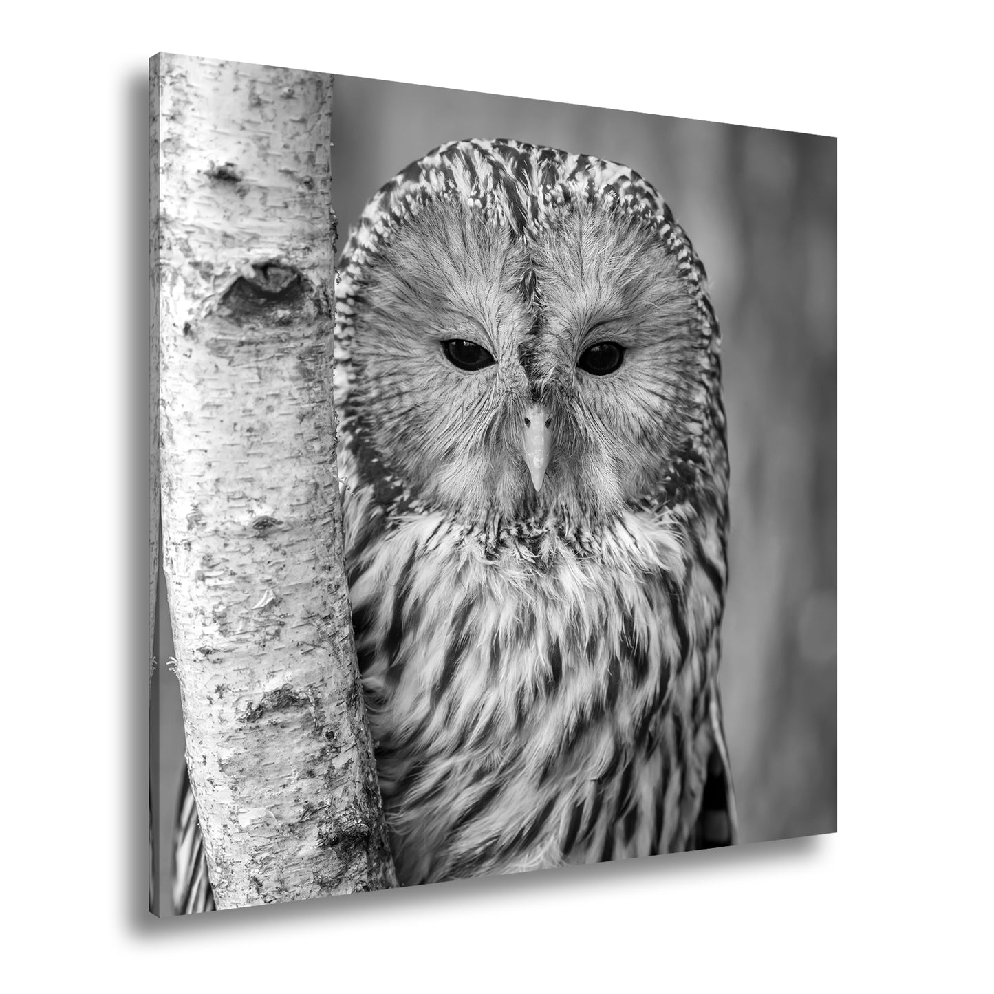 Hauptbild Schwarz & Weiß Quadratisch