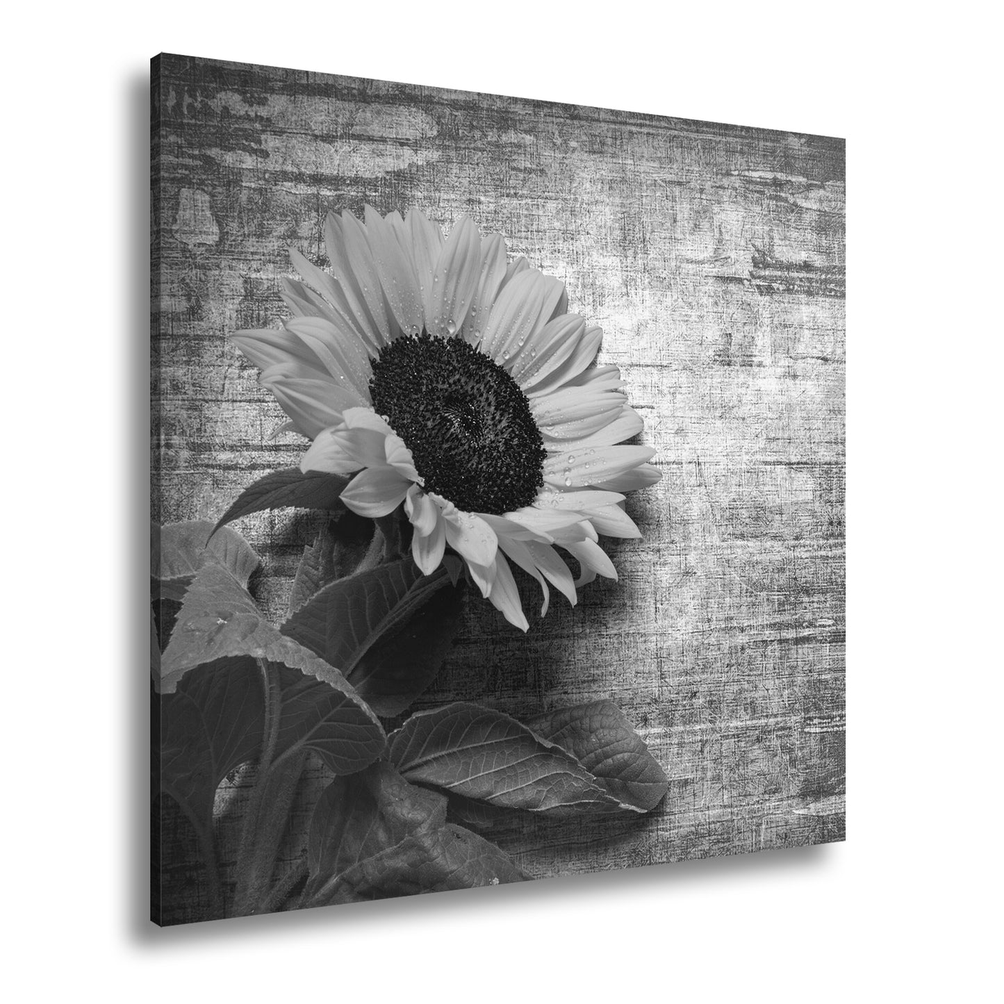 Hauptbild Schwarz & Weiß Quadratisch