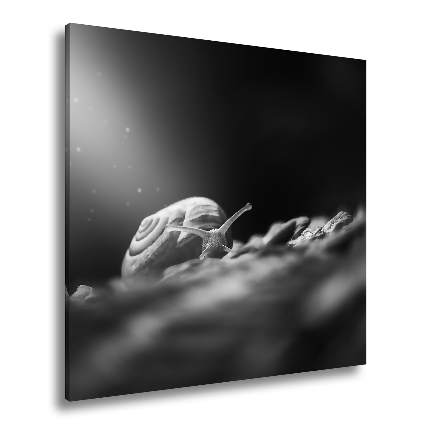 Hauptbild Schwarz & Weiß Quadratisch