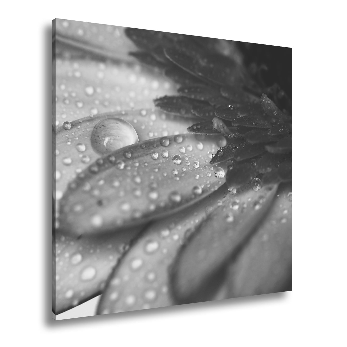 Hauptbild Schwarz & Weiß Quadratisch