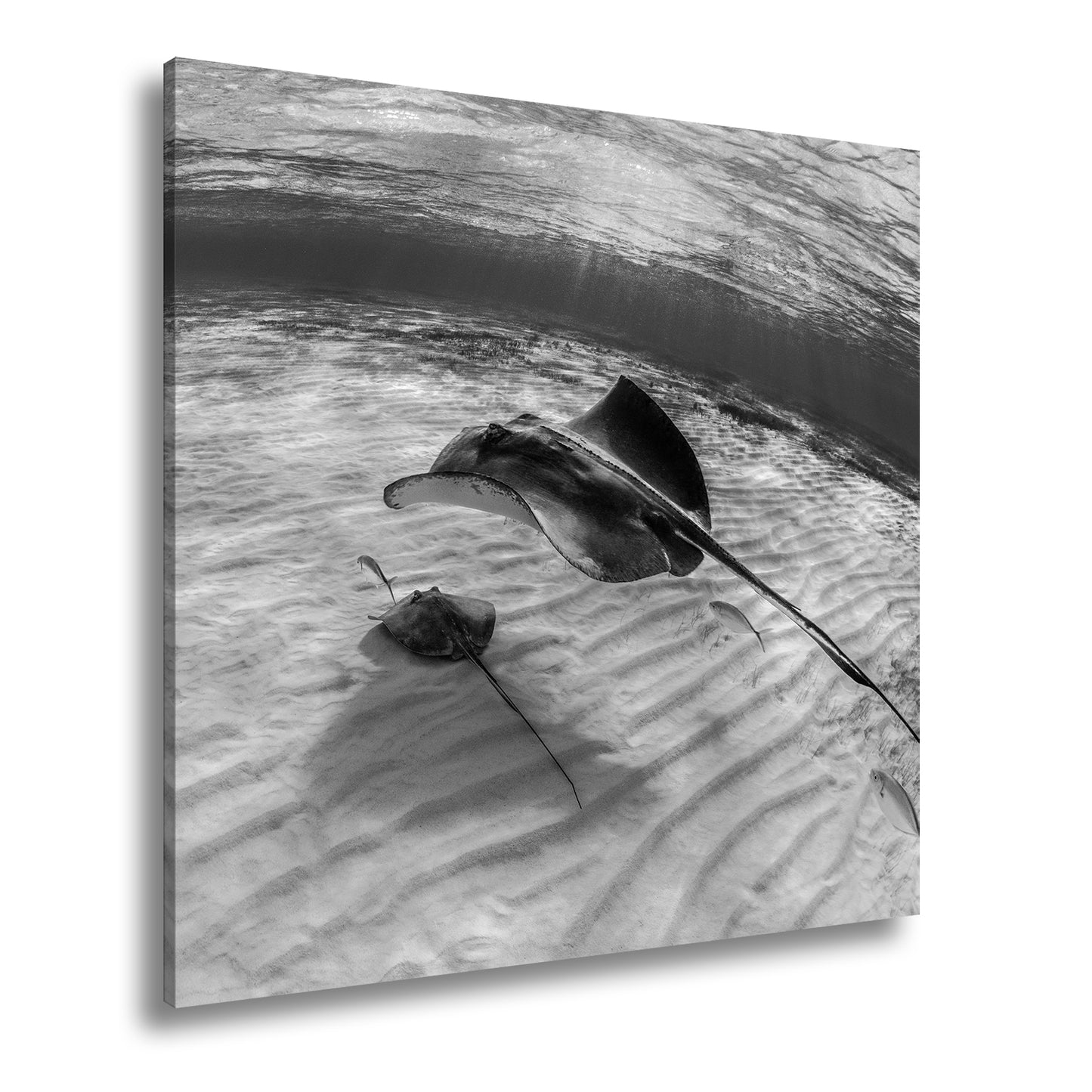 Hauptbild Schwarz & Weiß Quadratisch