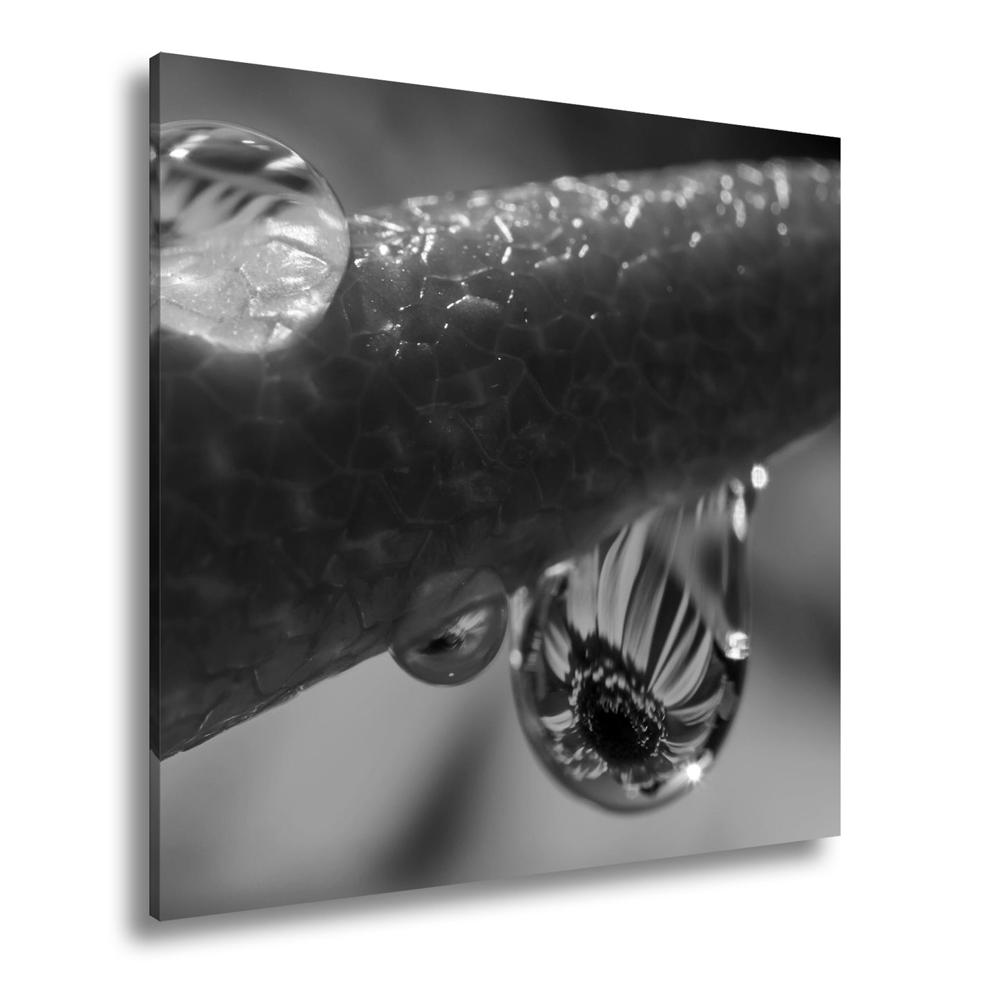 Hauptbild Schwarz & Weiß Quadratisch