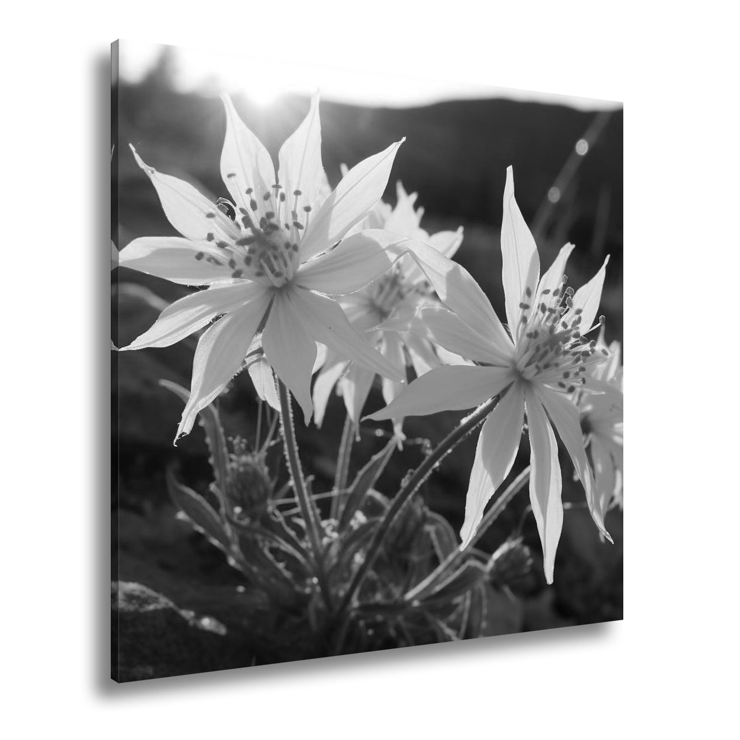 Hauptbild Schwarz & Weiß Quadratisch