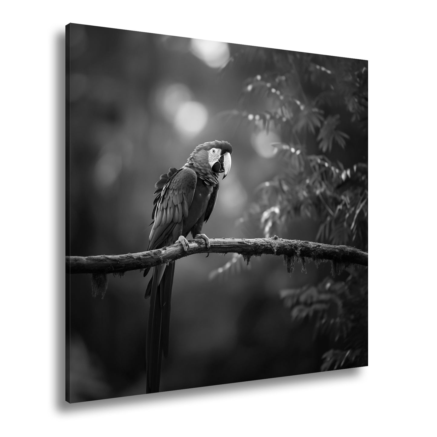 Hauptbild Schwarz & Weiß Quadratisch