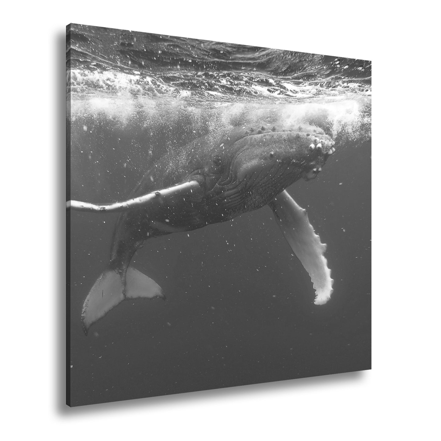 Hauptbild Schwarz & Weiß Quadratisch