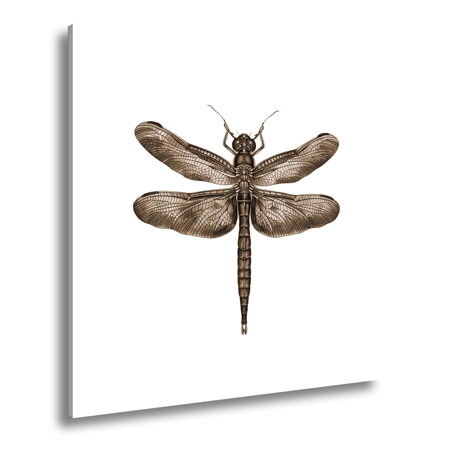 Hauptbild Sepia Quadratisch