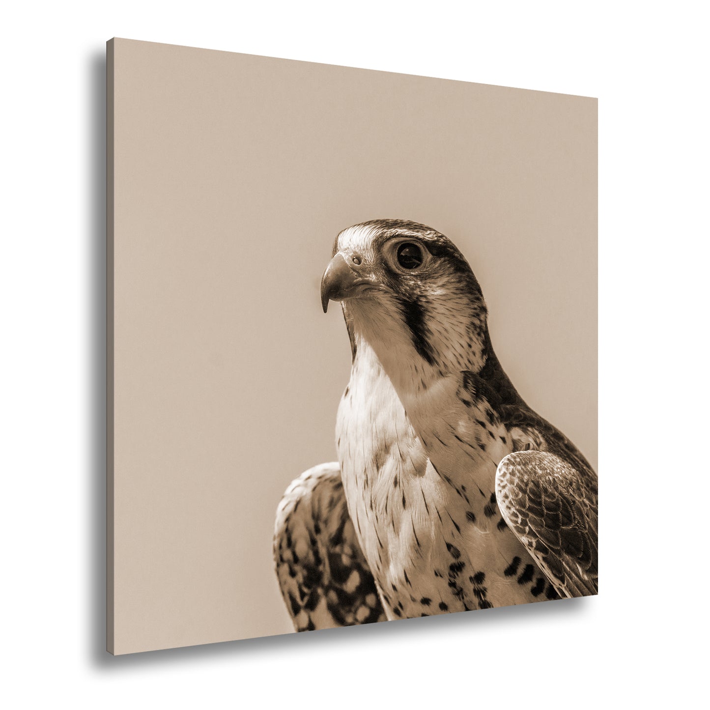 Hauptbild Sepia Quadratisch