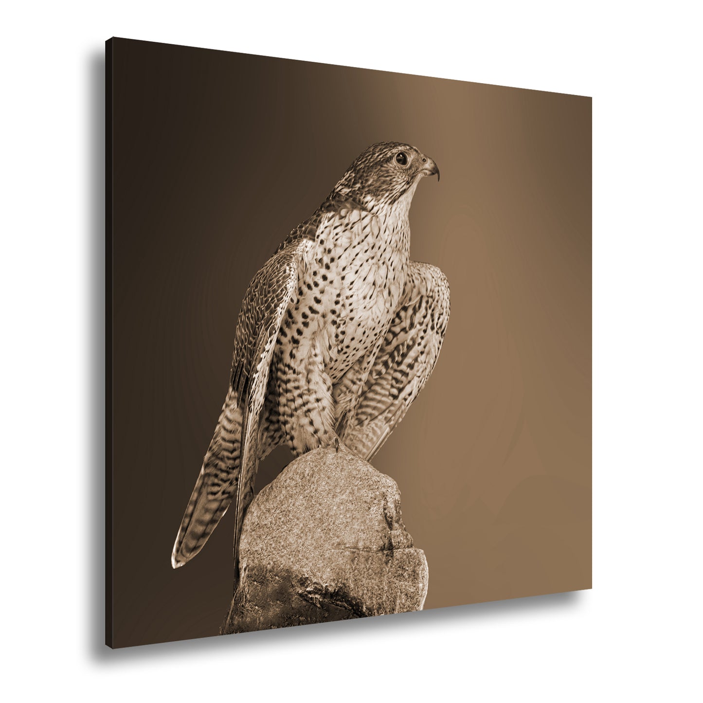 Hauptbild Sepia Quadratisch