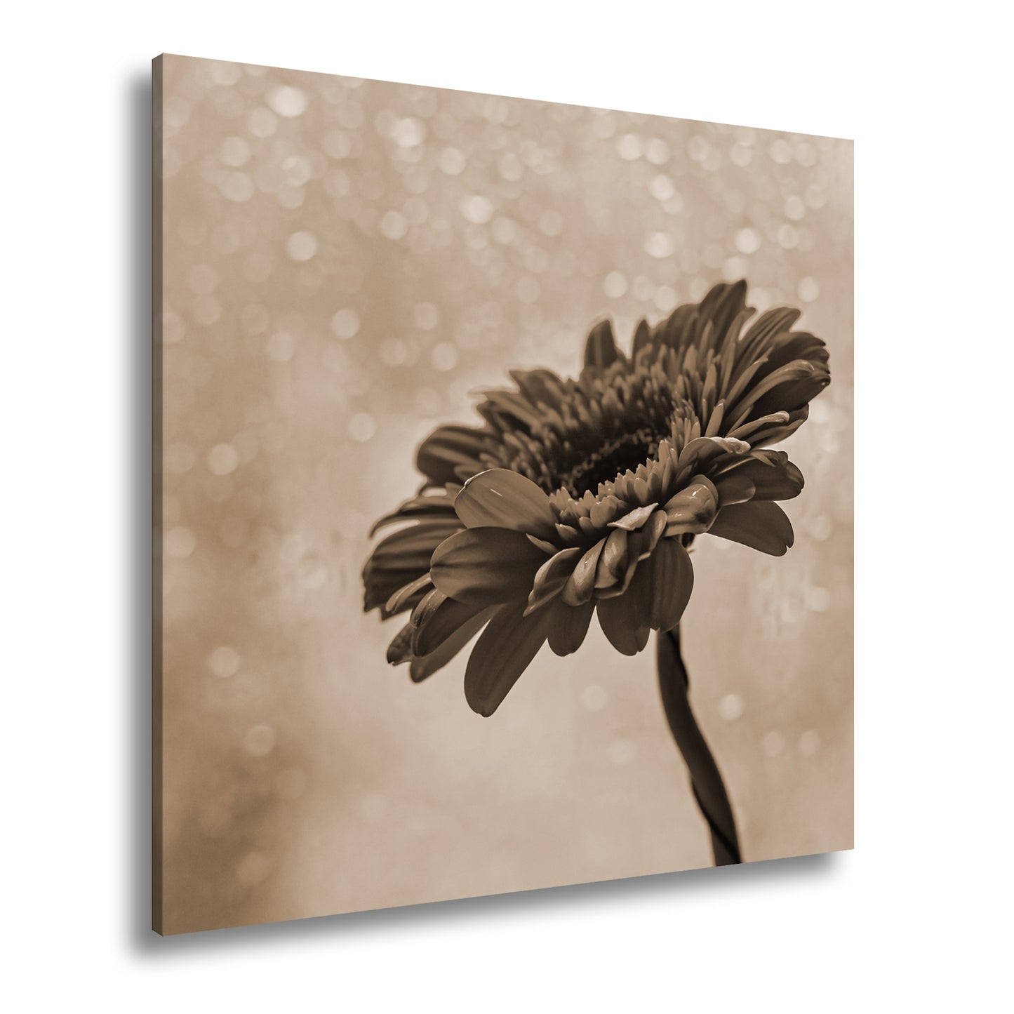 Hauptbild Sepia Quadratisch