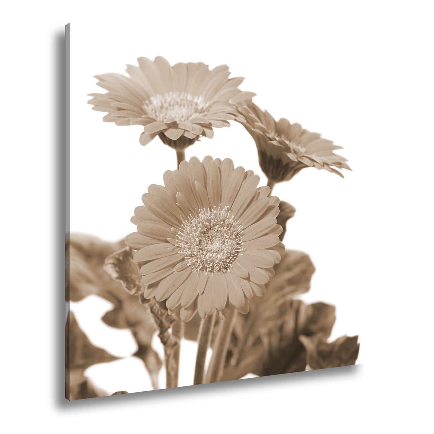 Hauptbild Sepia Quadratisch