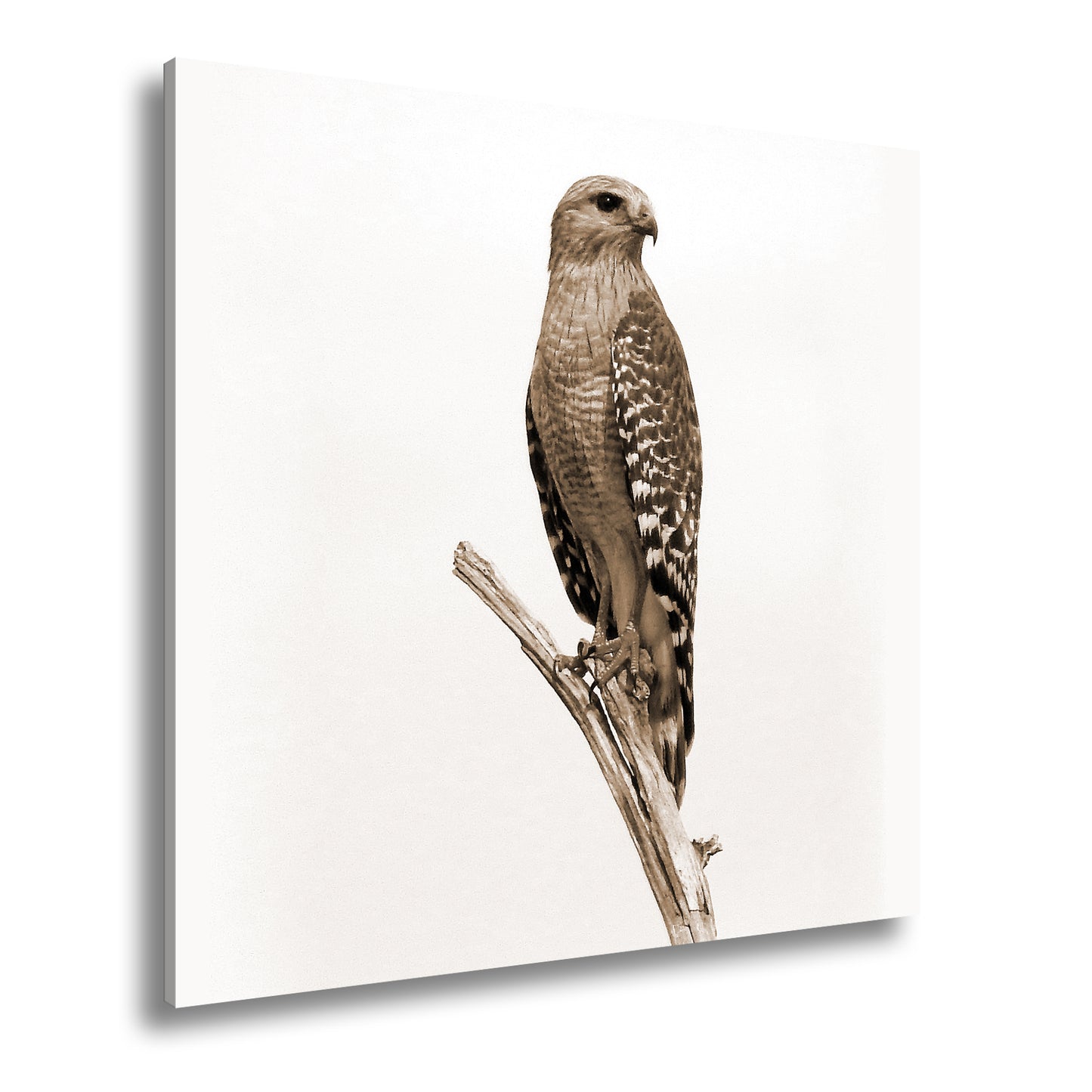 Hauptbild Sepia Quadratisch