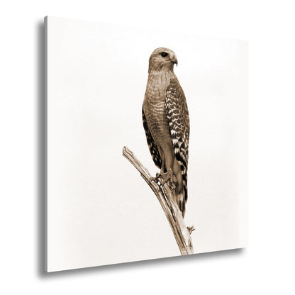 Hauptbild Sepia Quadratisch