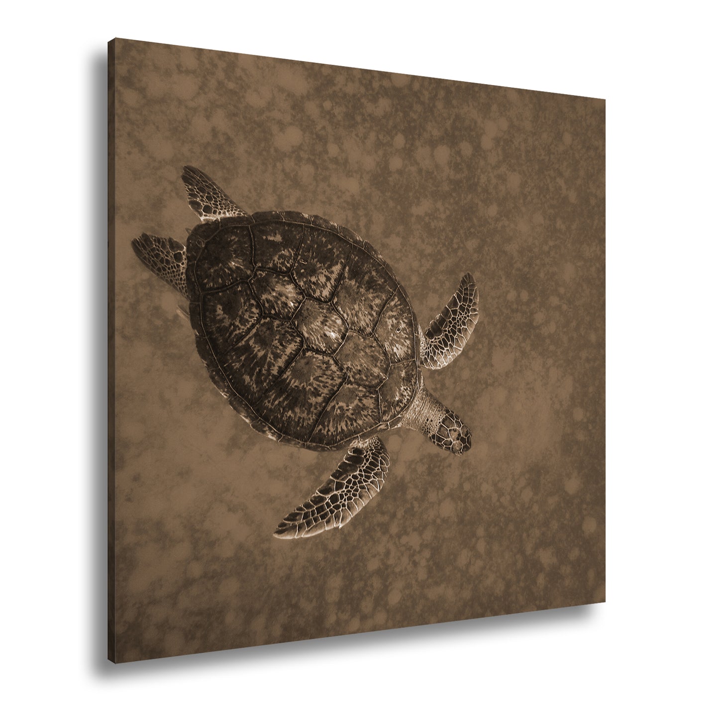 Hauptbild Sepia Quadratisch