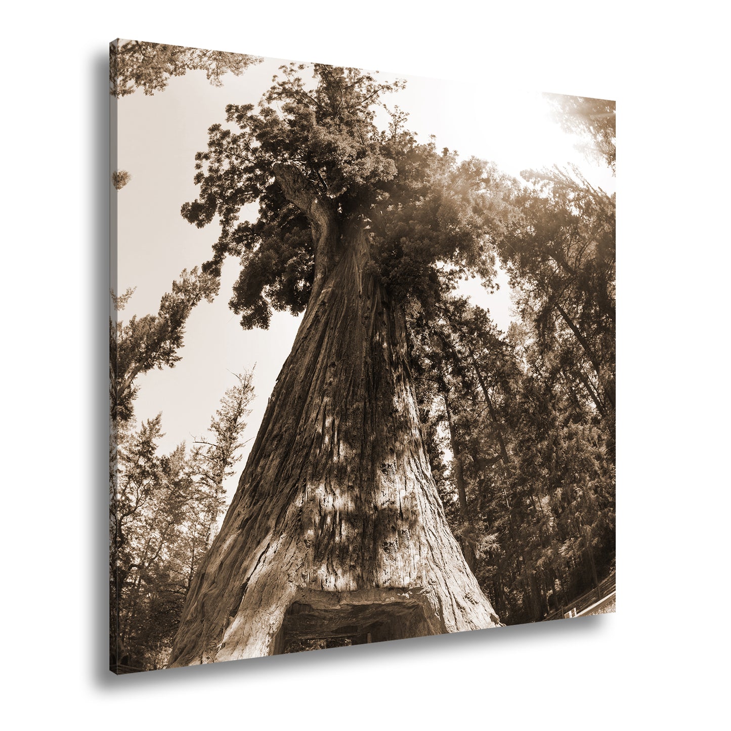 Hauptbild Sepia Quadratisch