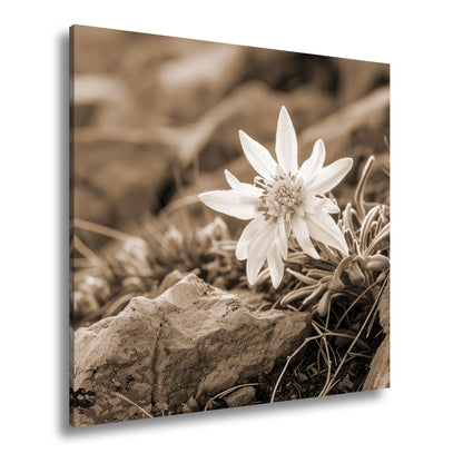 Hauptbild Sepia Quadratisch