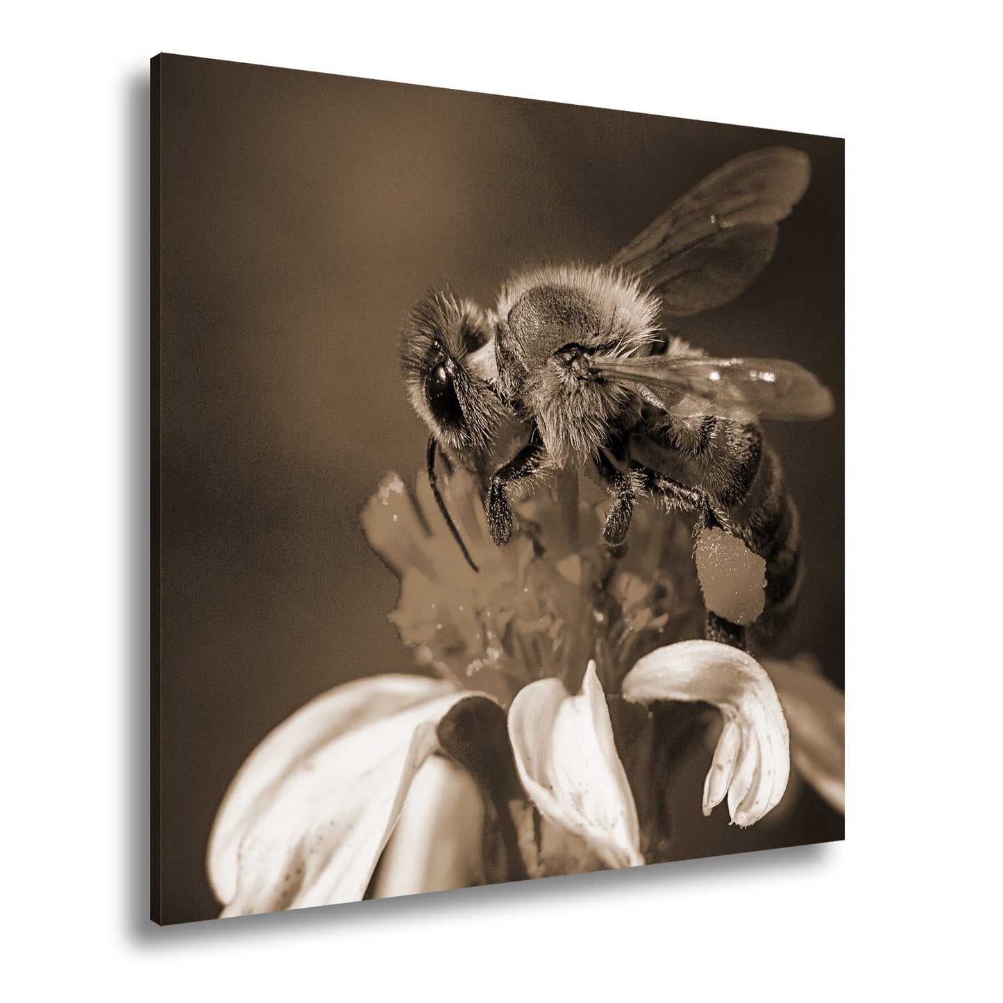 Hauptbild Sepia Quadratisch