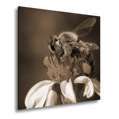Hauptbild Sepia Quadratisch