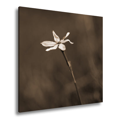 Hauptbild Sepia Quadratisch