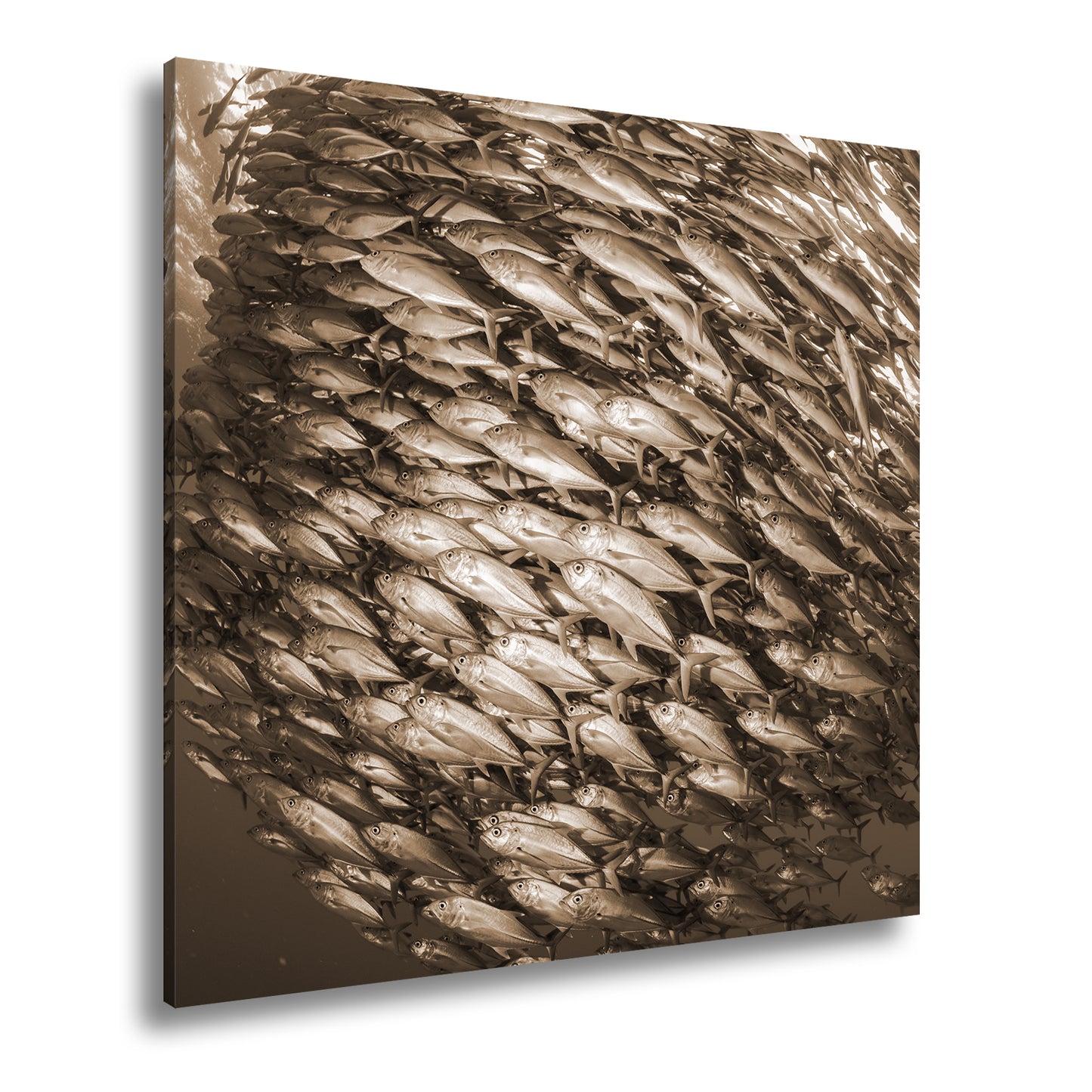 Hauptbild Sepia Quadratisch