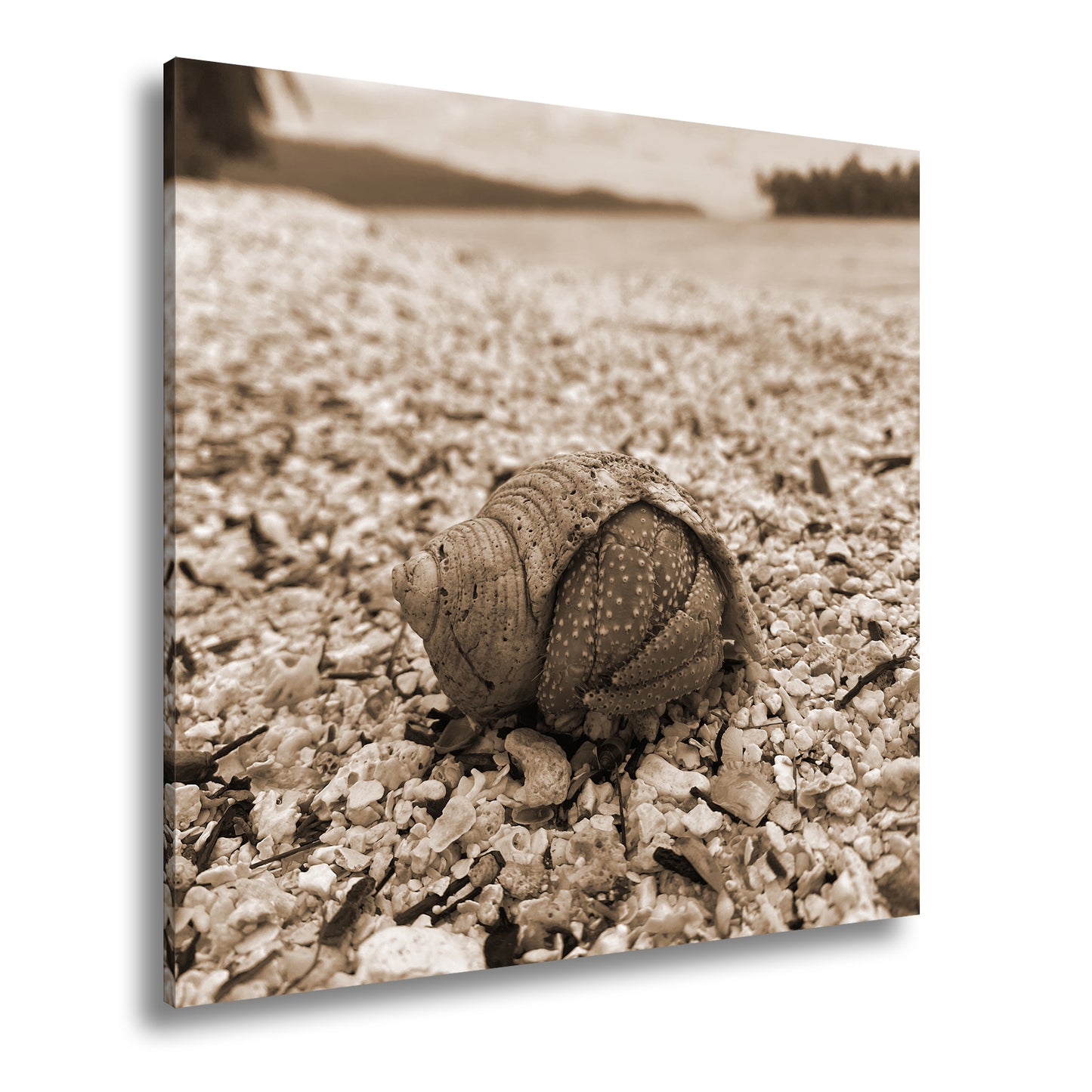 Hauptbild Sepia Quadratisch