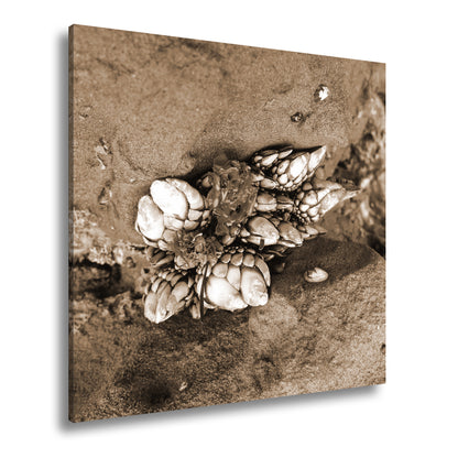 Hauptbild Sepia Quadratisch