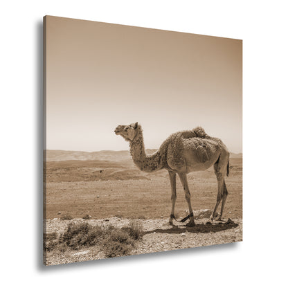Hauptbild Sepia Quadratisch