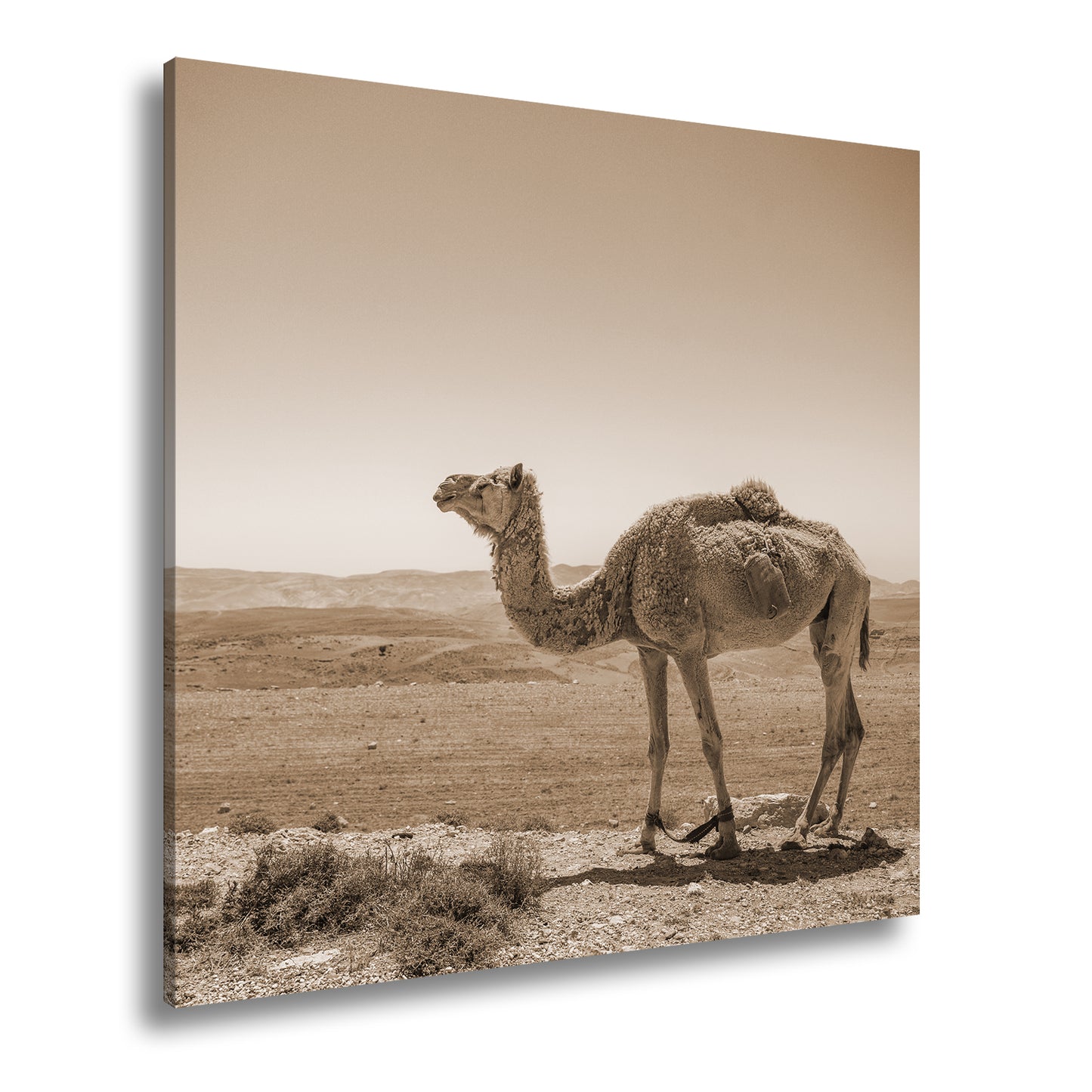 Hauptbild Sepia Quadratisch