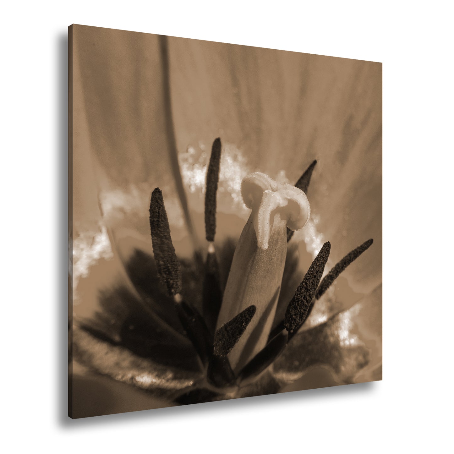 Hauptbild Sepia Quadratisch