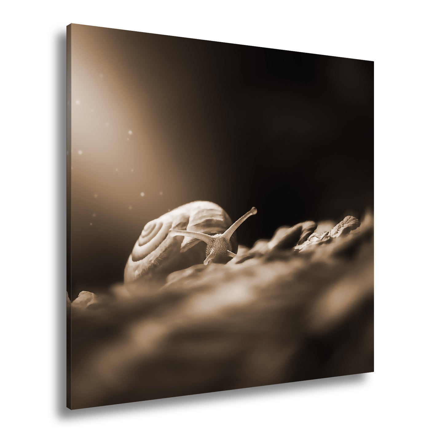 Hauptbild Sepia Quadratisch