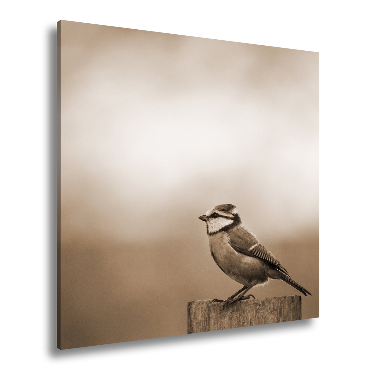 Hauptbild Sepia Quadratisch