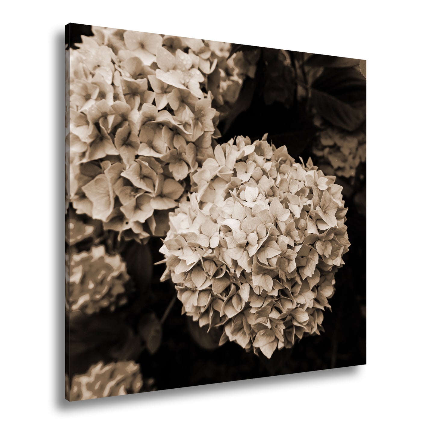 Hauptbild Sepia Quadratisch