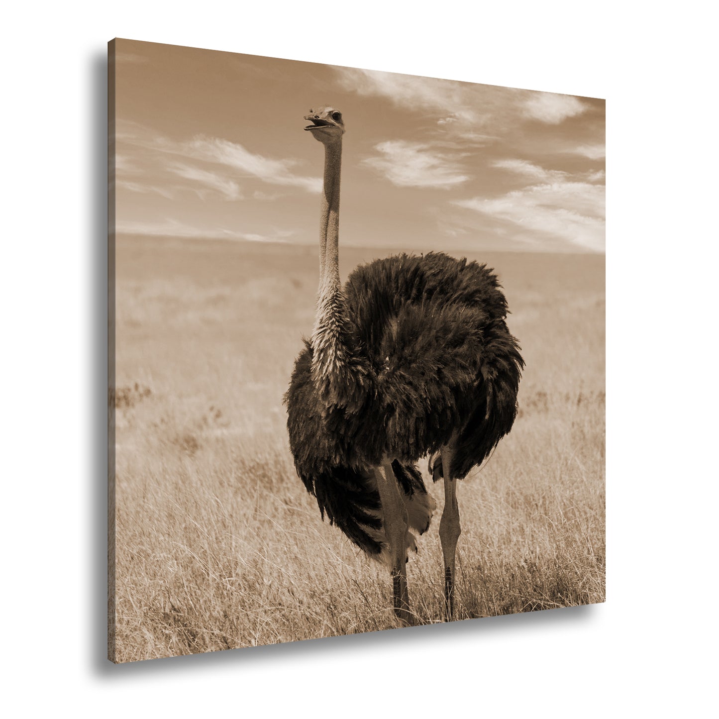 Hauptbild Sepia Quadratisch