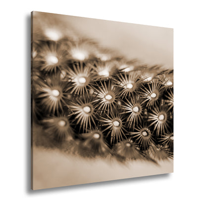 Hauptbild Sepia Quadratisch