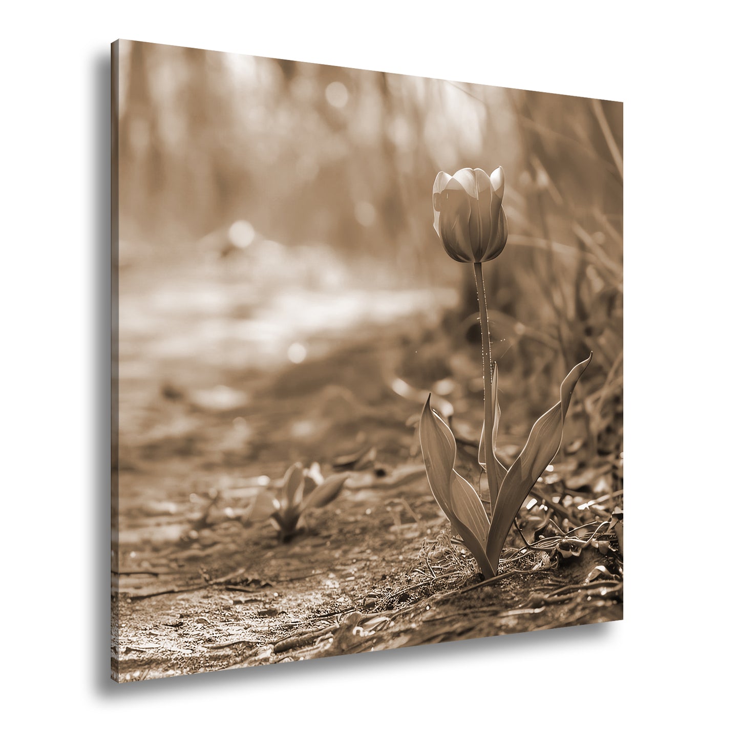 Hauptbild Sepia Quadratisch