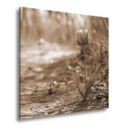 Hauptbild Sepia Quadratisch