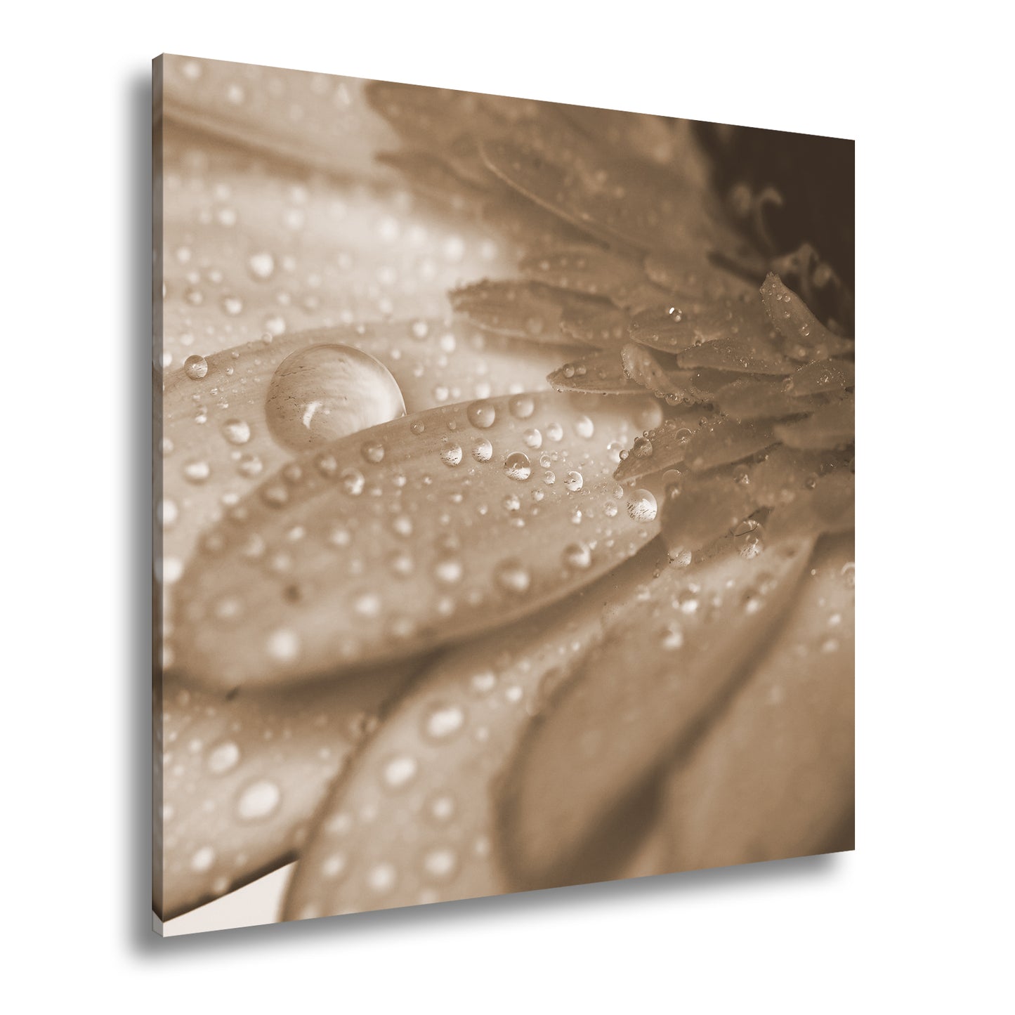 Hauptbild Sepia Quadratisch