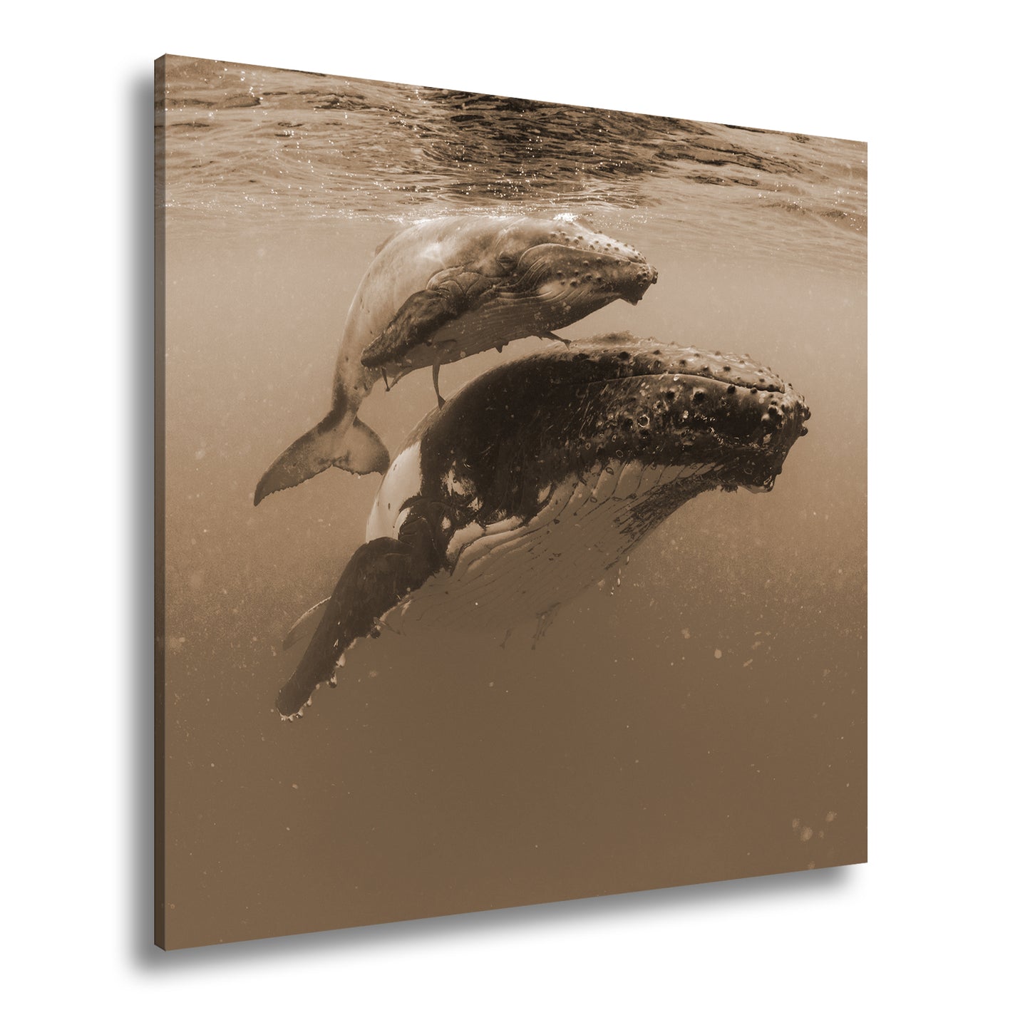 Hauptbild Sepia Quadratisch