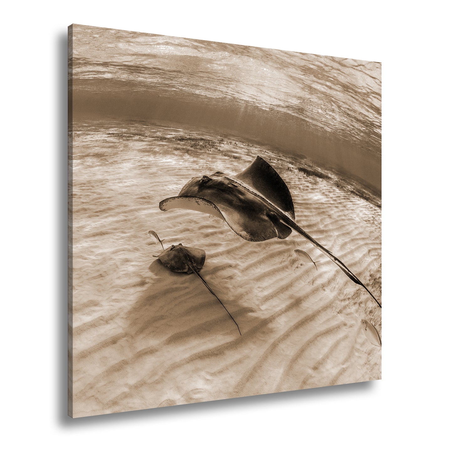 Hauptbild Sepia Quadratisch