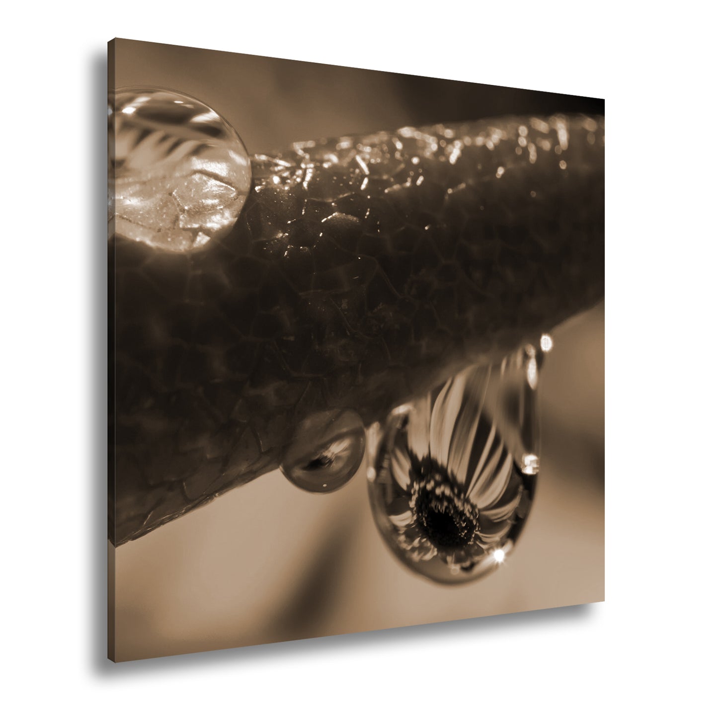 Hauptbild Sepia Quadratisch