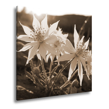 Hauptbild Sepia Quadratisch