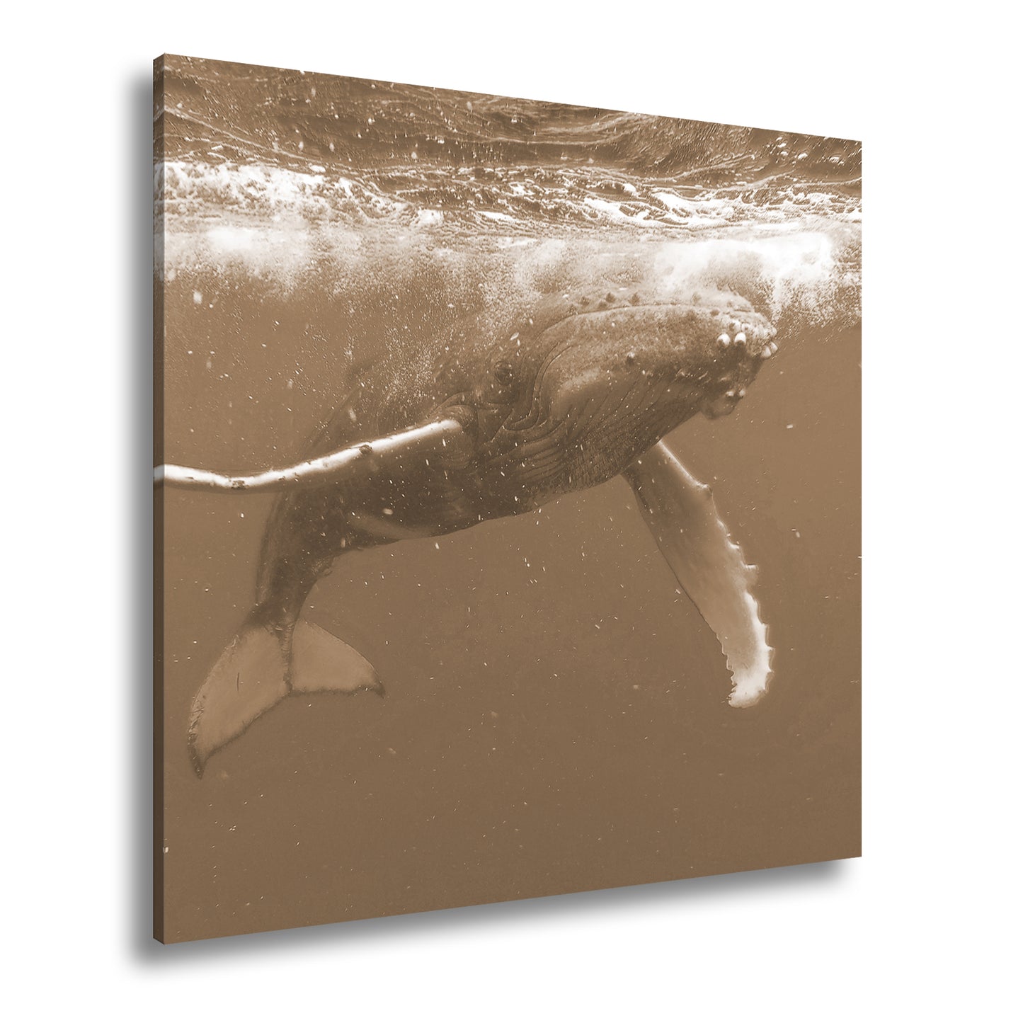 Hauptbild Sepia Quadratisch