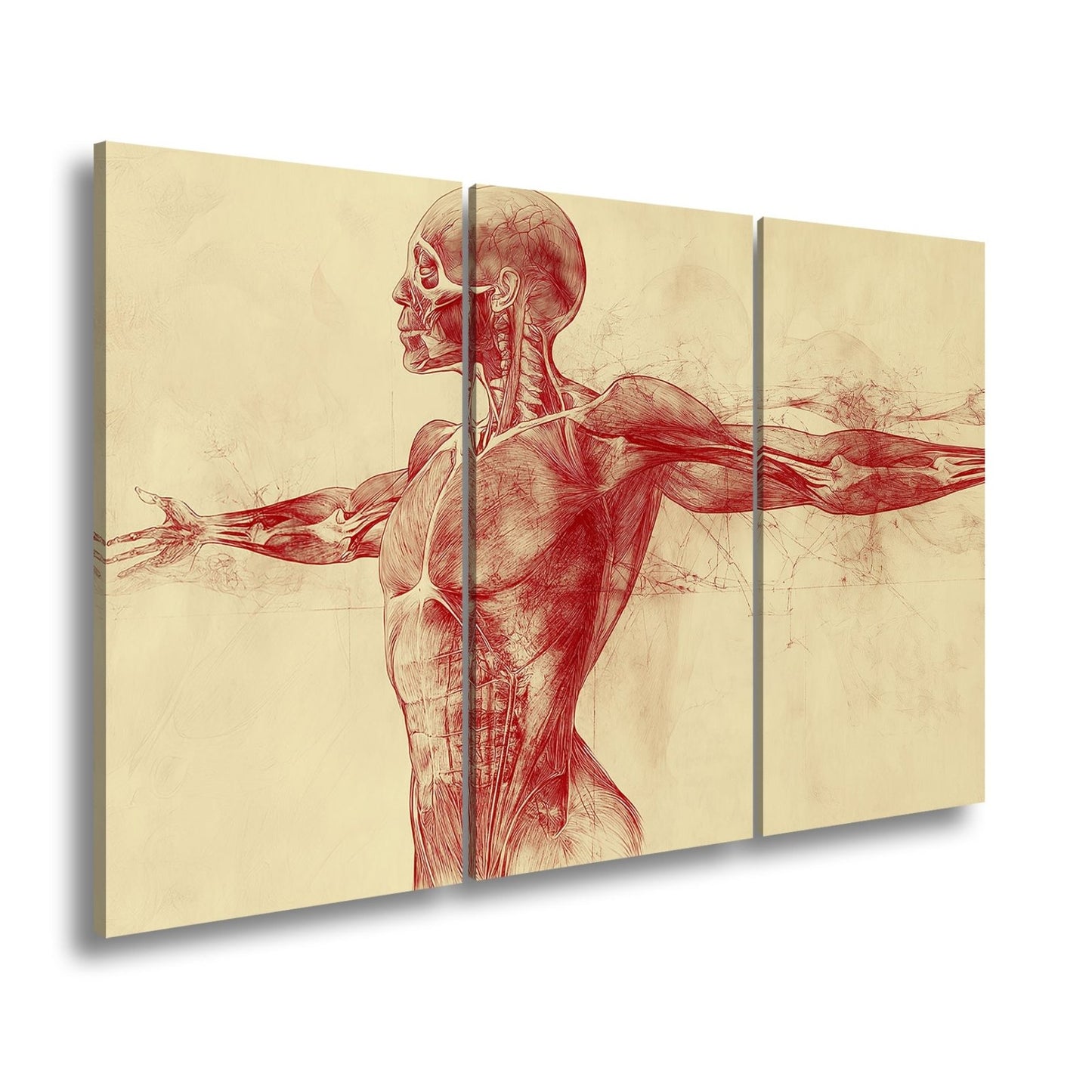Anatomische Studie Leinwandbild XXL - Detailreiche Rotzeichnung Wandbild 60x40 cm - deyoli
