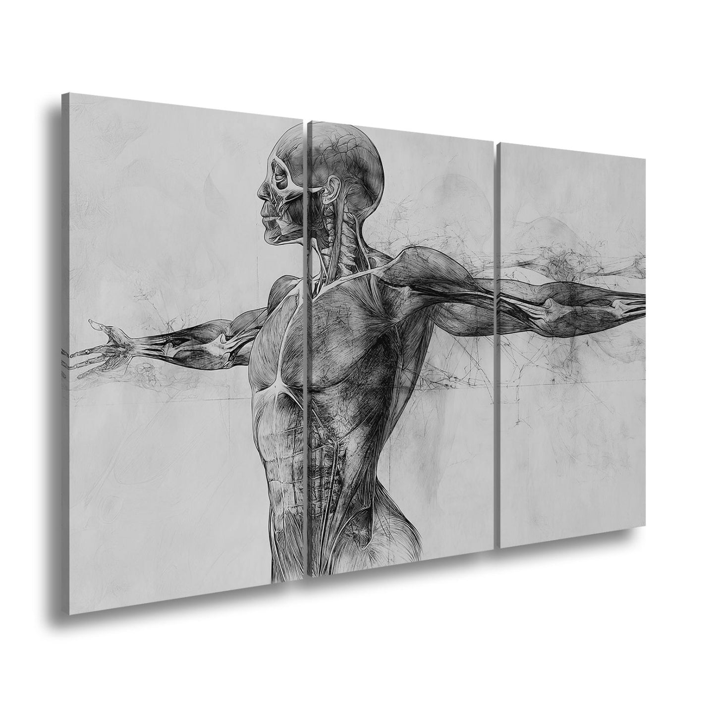 Anatomische Studie Leinwandbild XXL - Detailreiche Rotzeichnung Wandbild 60x40 cm - deyoli