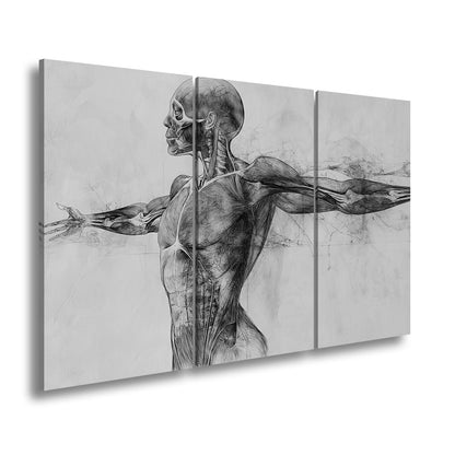 Anatomische Studie Leinwandbild XXL - Detailreiche Rotzeichnung Wandbild 60x40 cm - deyoli