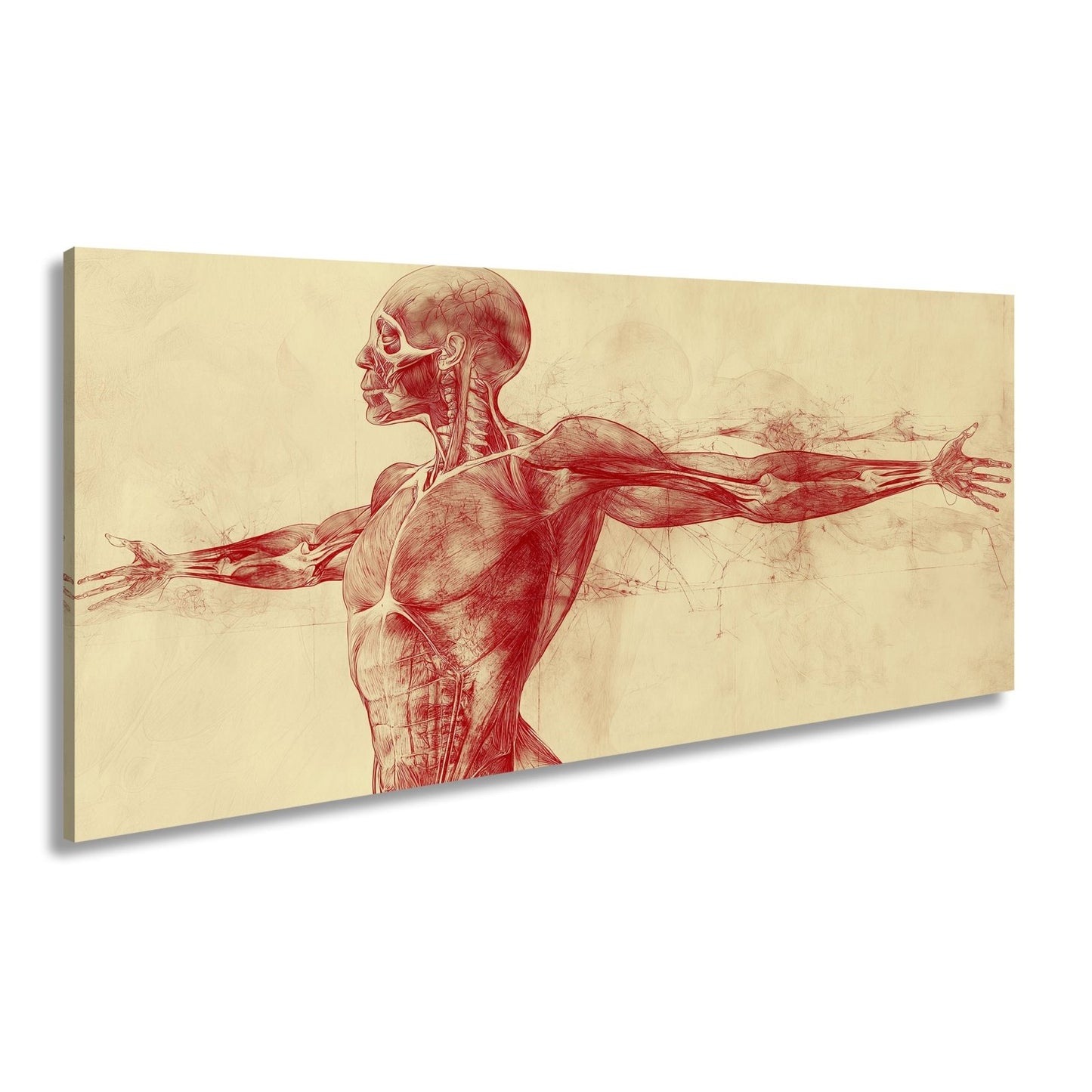 Anatomische Studie Leinwandbild XXL - Detailreiche Rotzeichnung Wandbild 60x40 cm - deyoli