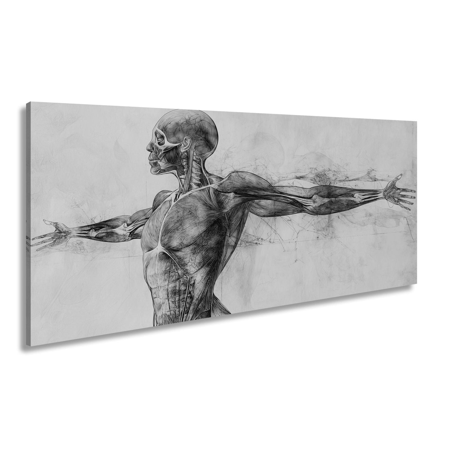 Anatomische Studie Leinwandbild XXL - Detailreiche Rotzeichnung Wandbild 60x40 cm - deyoli