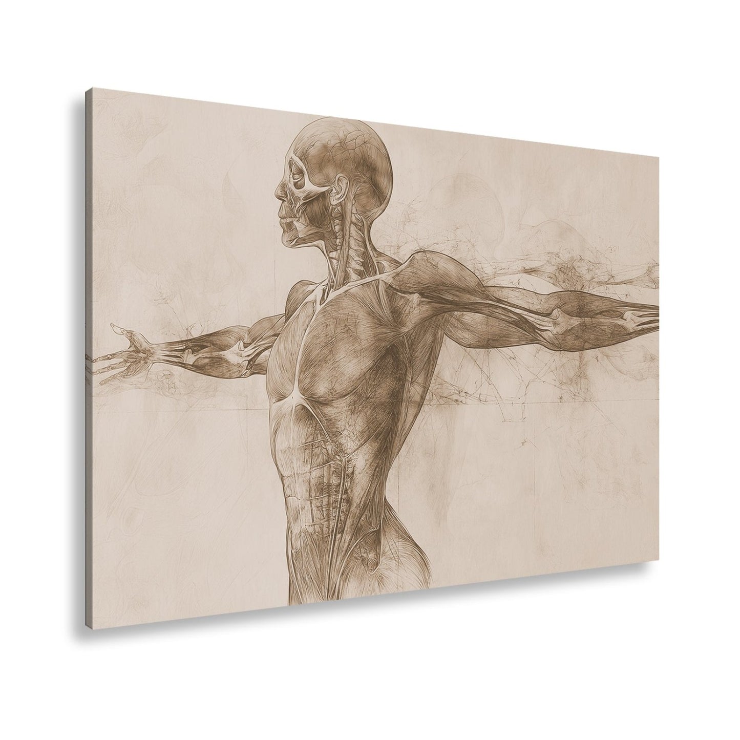 Anatomische Studie Leinwandbild XXL - Detailreiche Rotzeichnung Wandbild 60x40 cm - deyoli