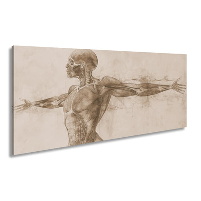 Anatomische Studie Leinwandbild XXL - Detailreiche Rotzeichnung Wandbild 60x40 cm - deyoli