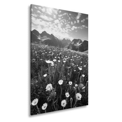 Leinwandbild Alpenblumen erblühen stolz vor majestätischer Bergkulisse. - deyoli